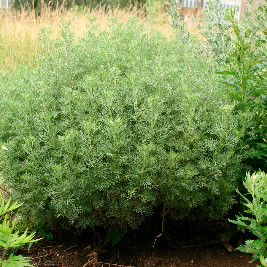 Превью изображения