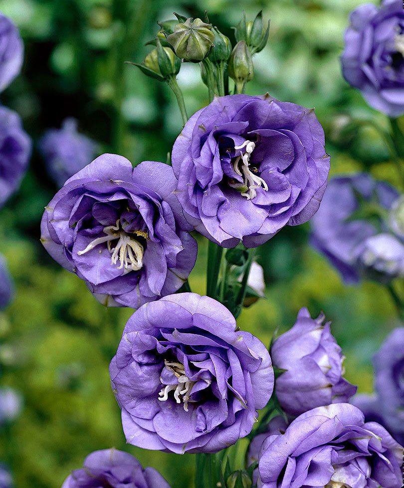 Превью изображения