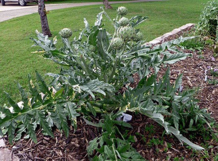 Превью изображения