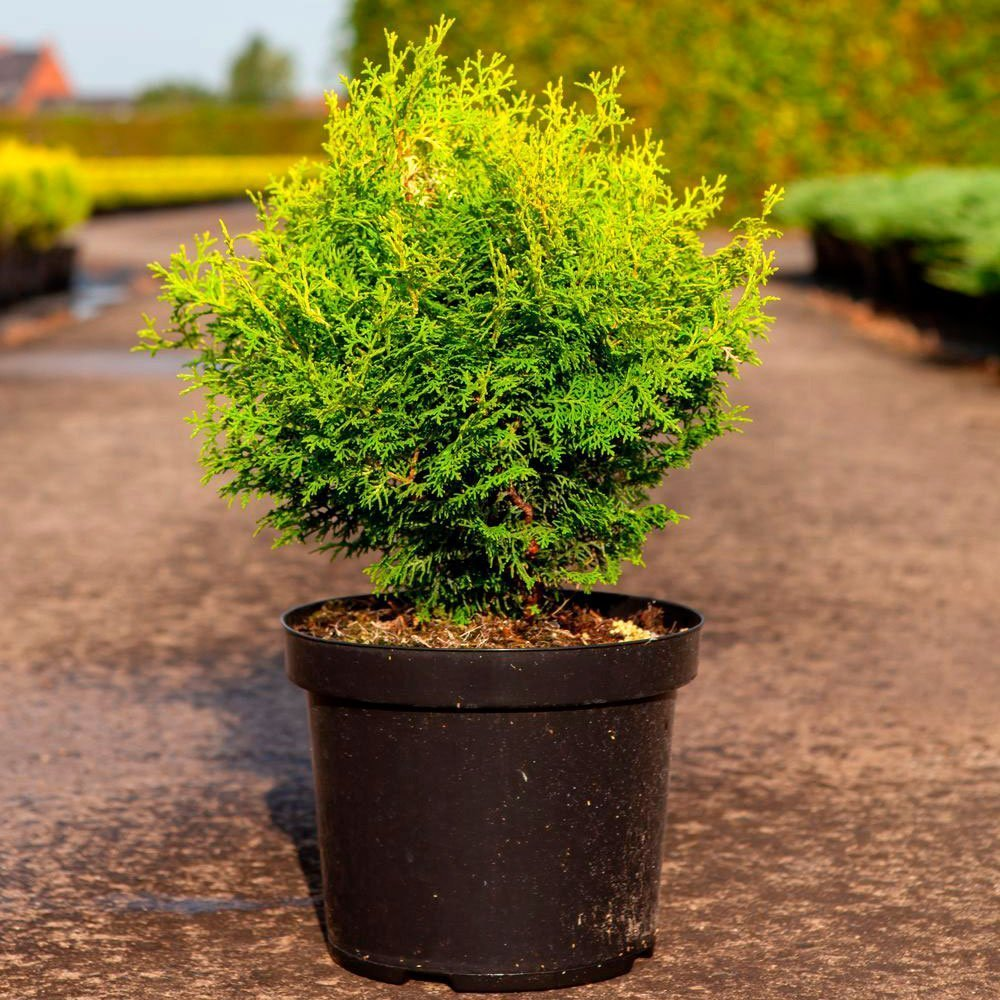 Превью изображения