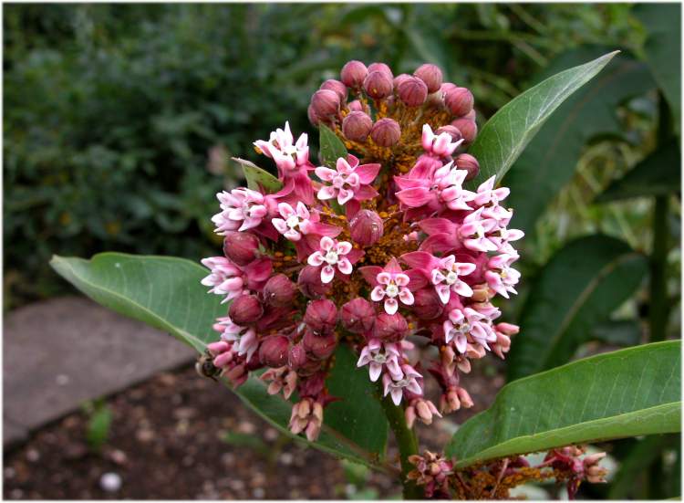 Превью изображения