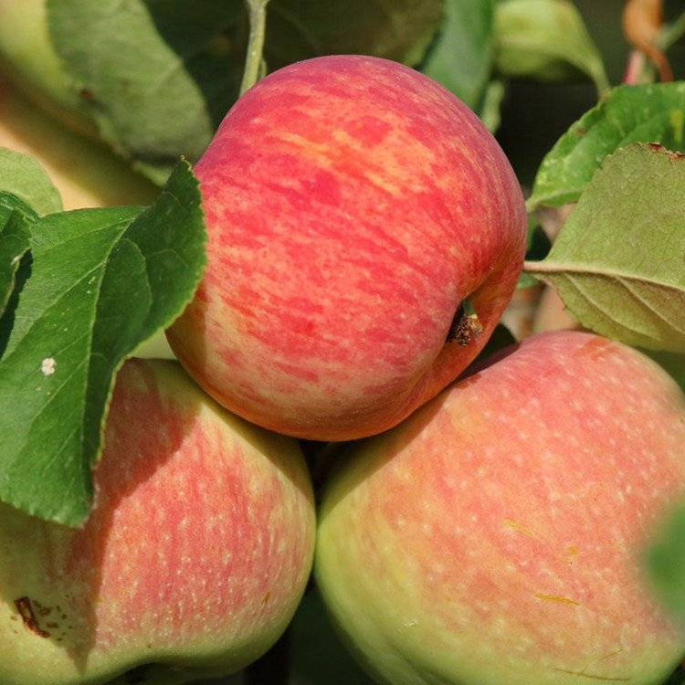 Превью изображения