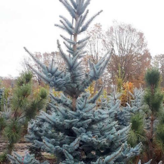 Превью изображения