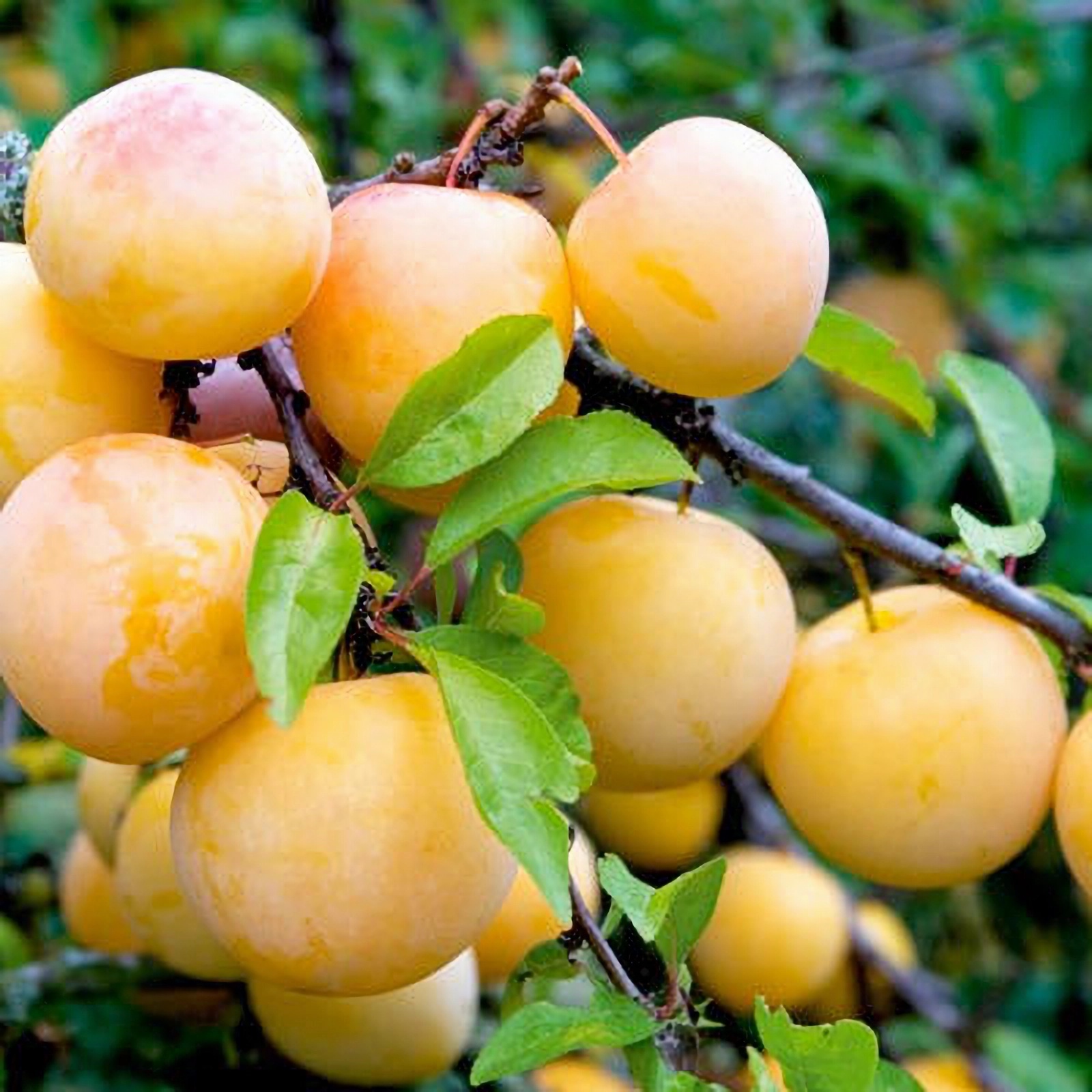 Превью изображения