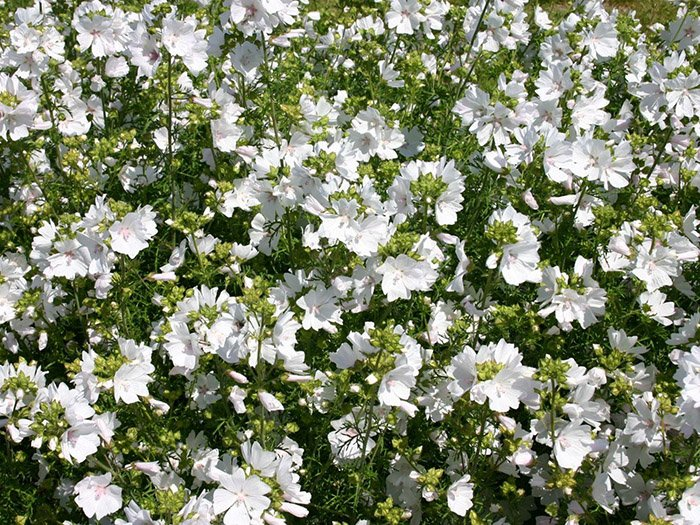 Превью изображения