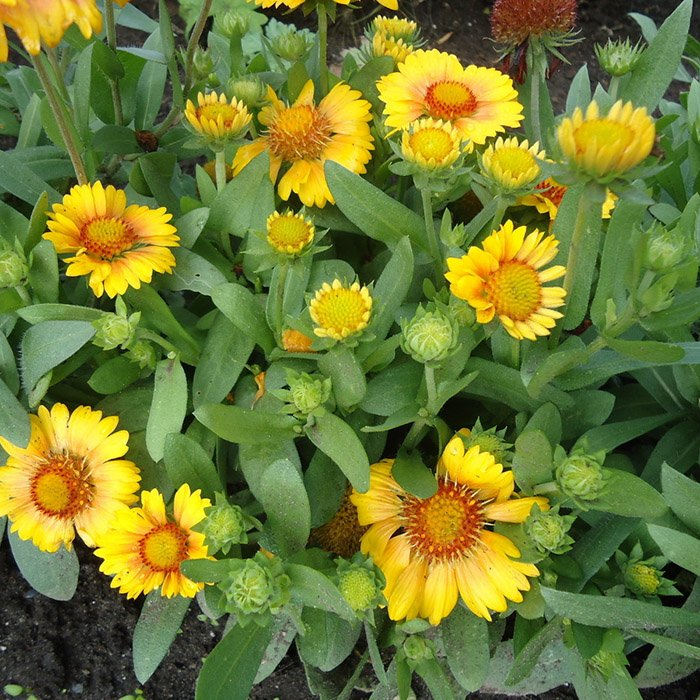 Превью изображения