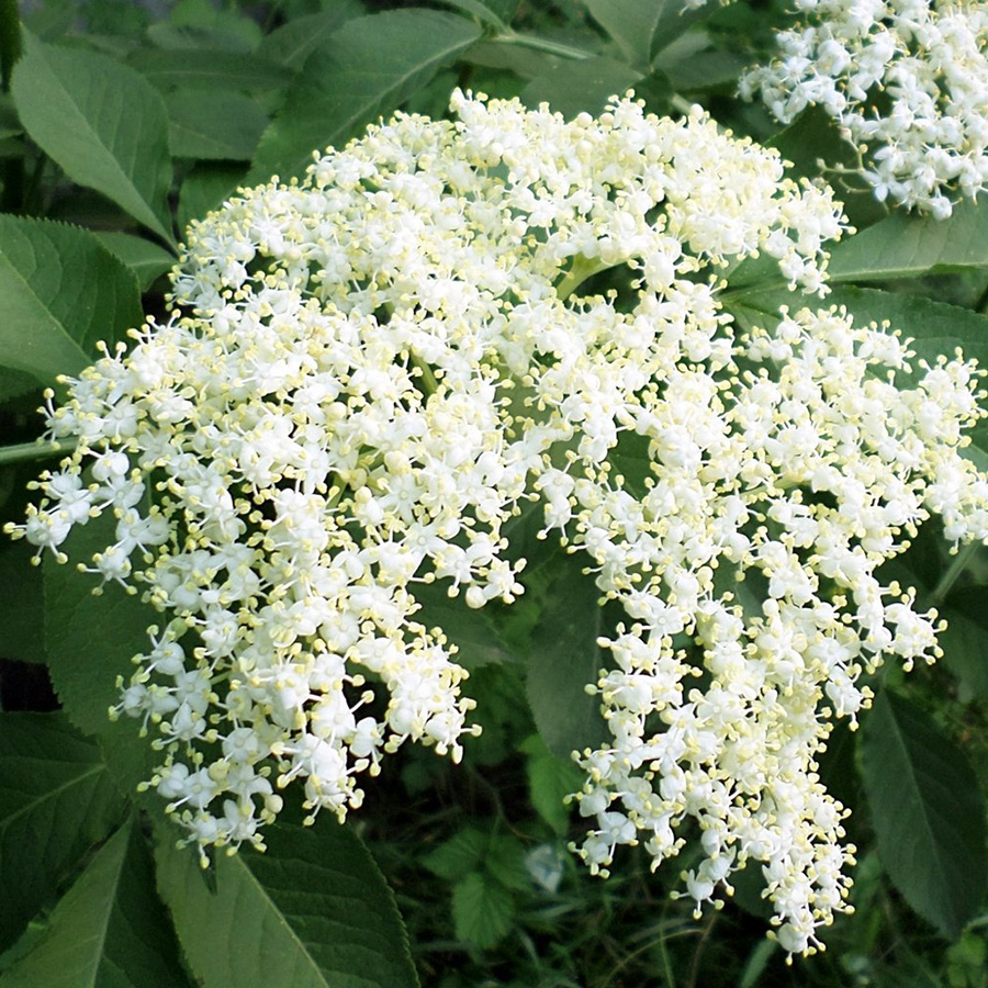 Превью изображения