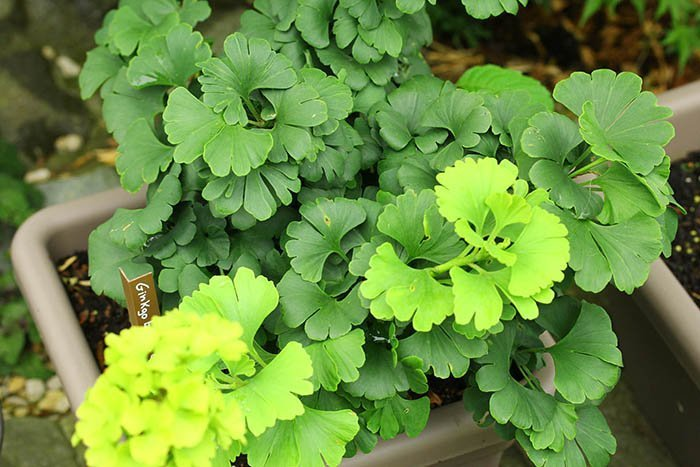 Превью изображения