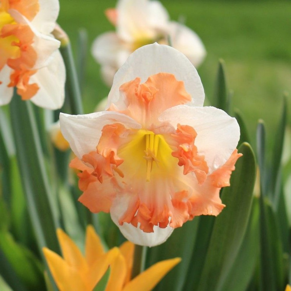 Превью изображения