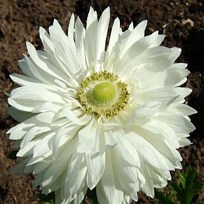 Превью изображения