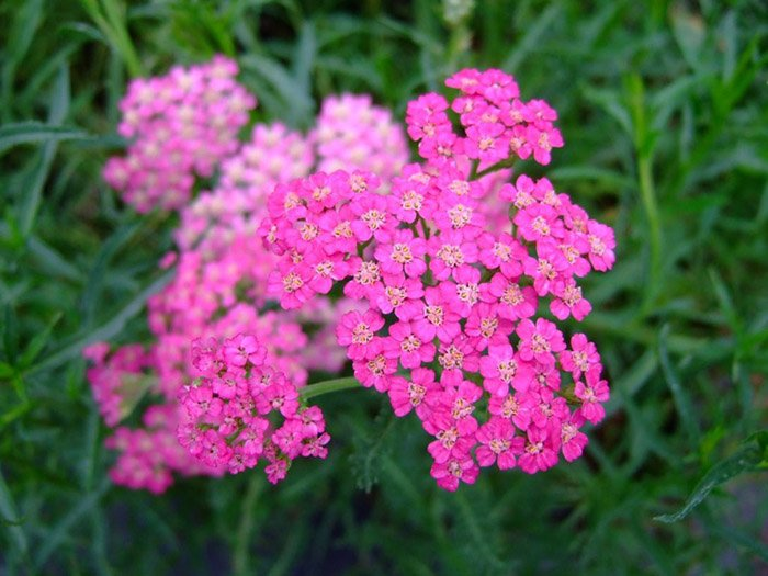 Превью изображения