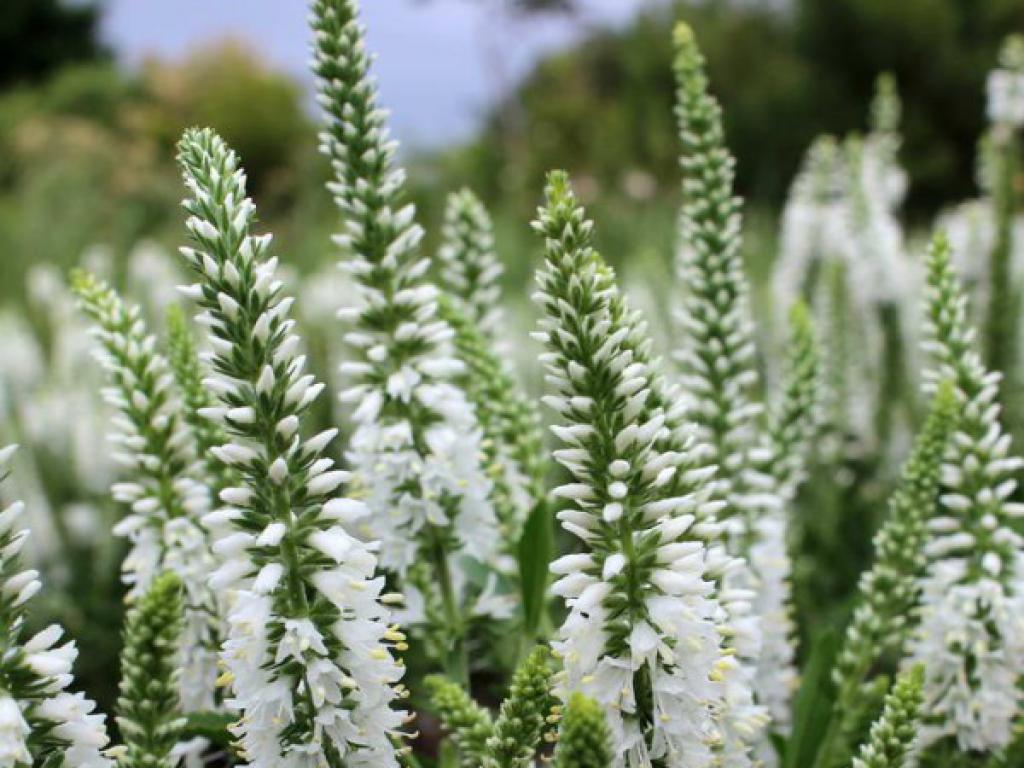 Превью изображения