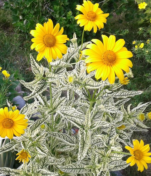 Превью изображения