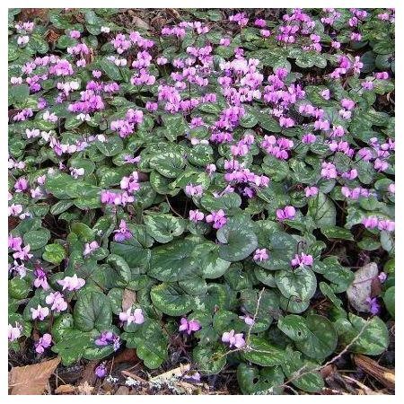 Превью изображения