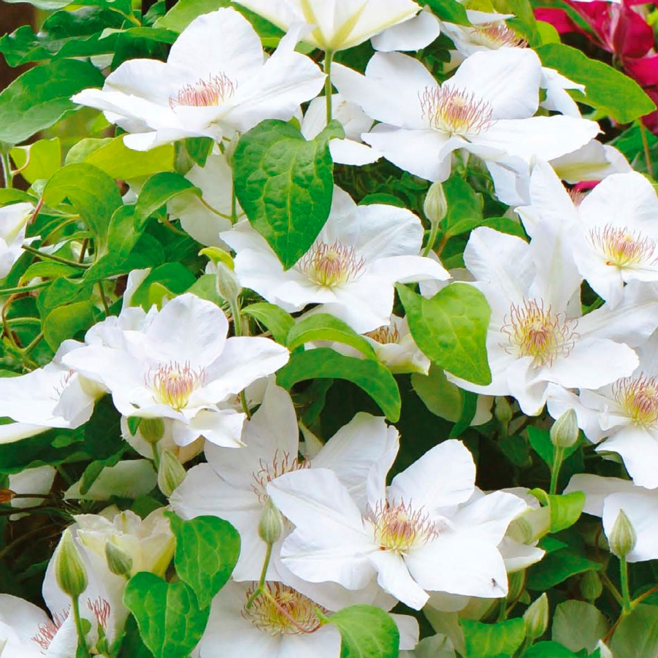 Превью изображения