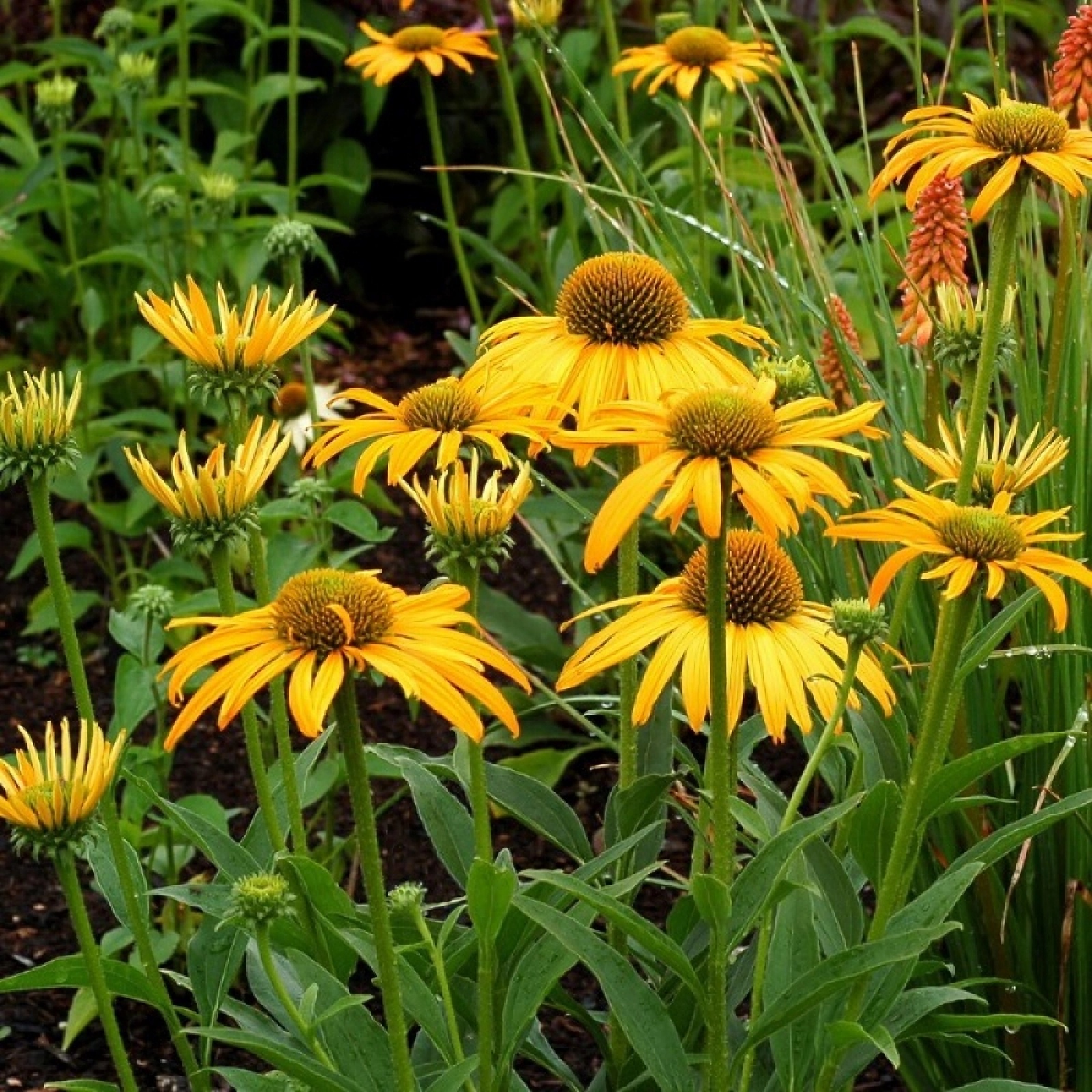 Превью изображения