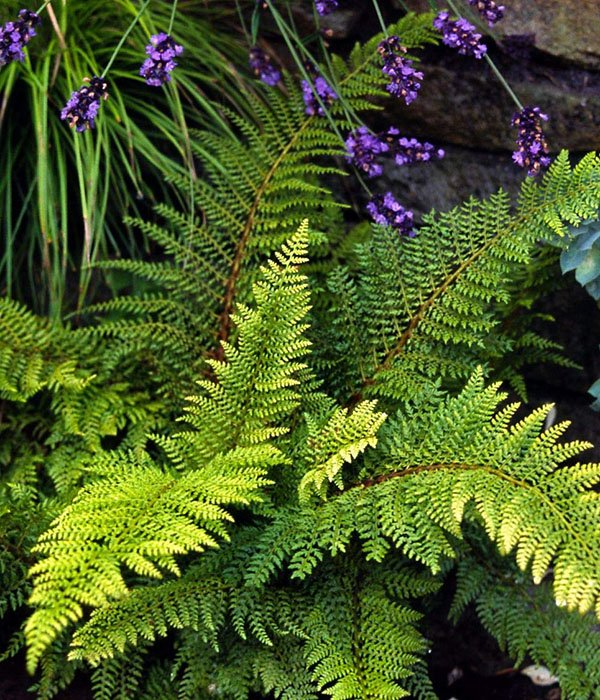 Превью изображения