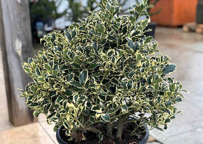 Превью изображения