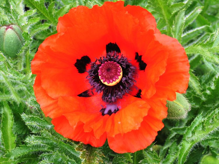 Превью изображения