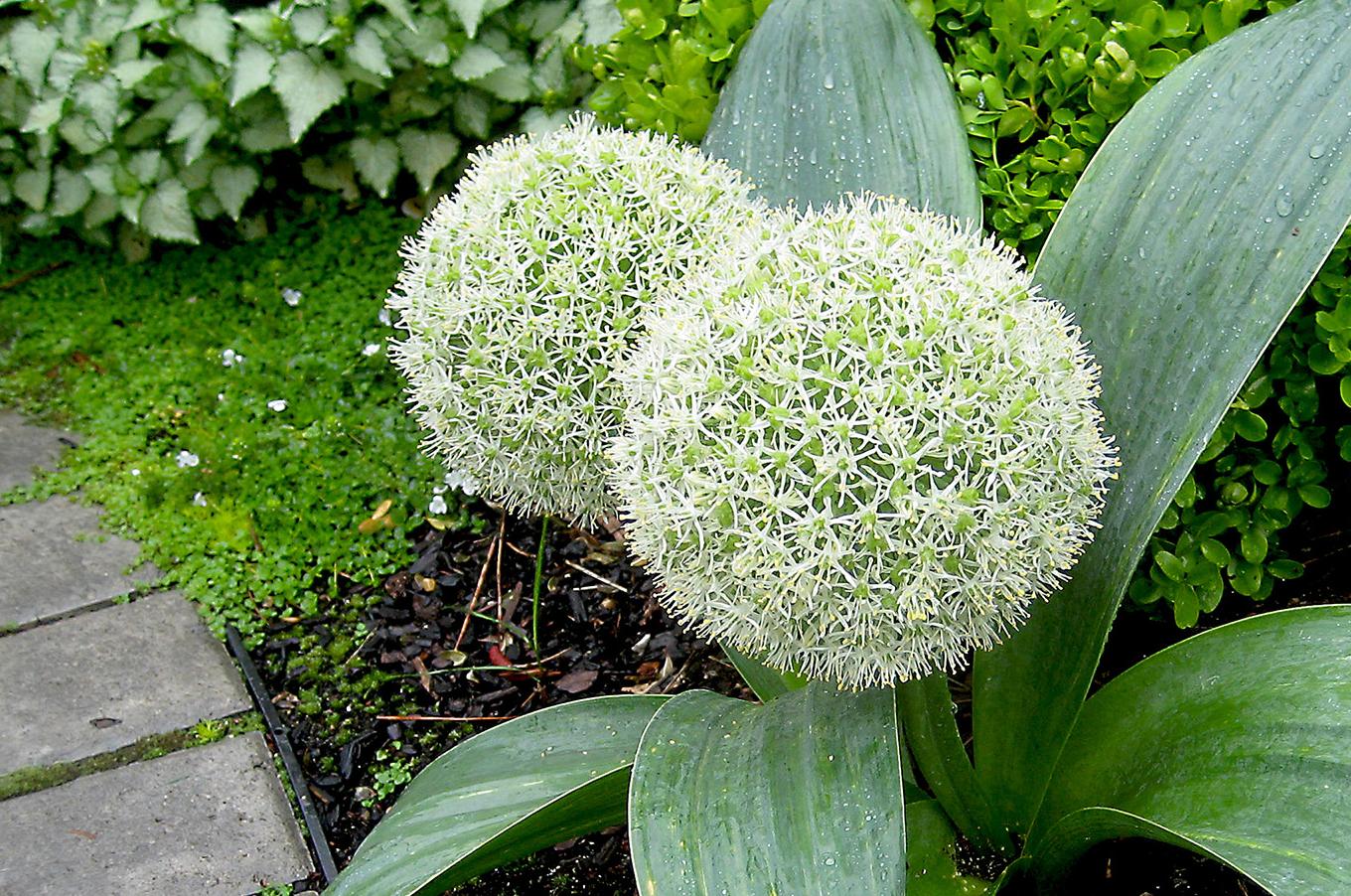 Превью изображения