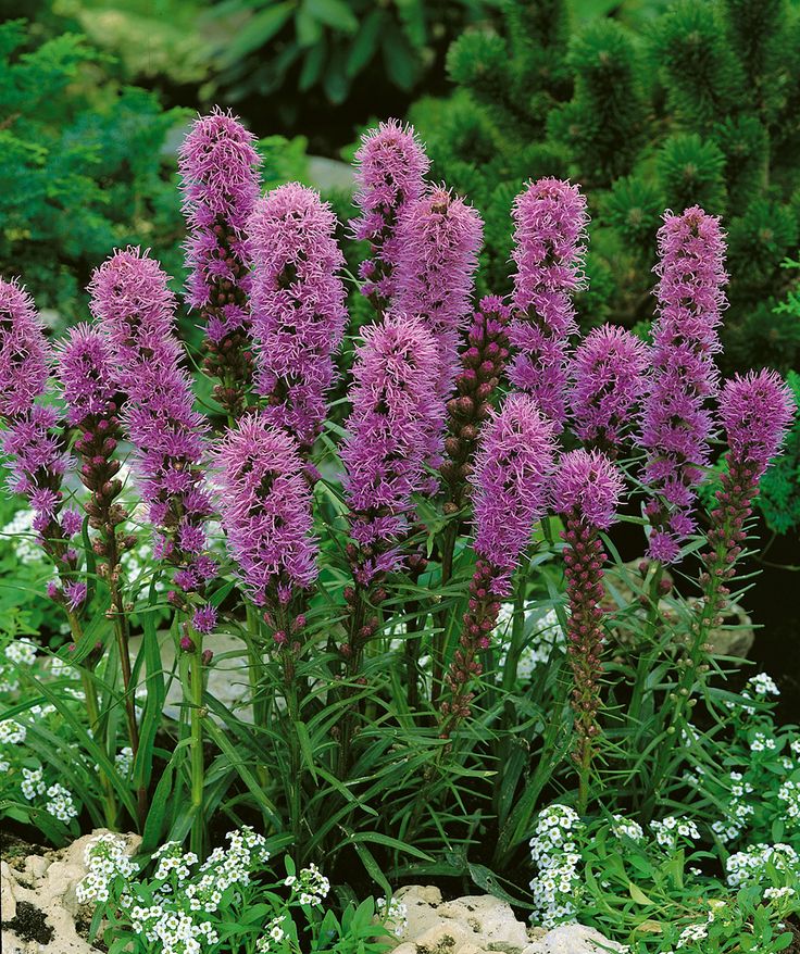 Превью изображения