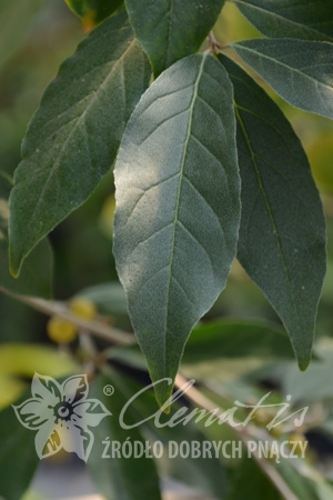 Превью изображения