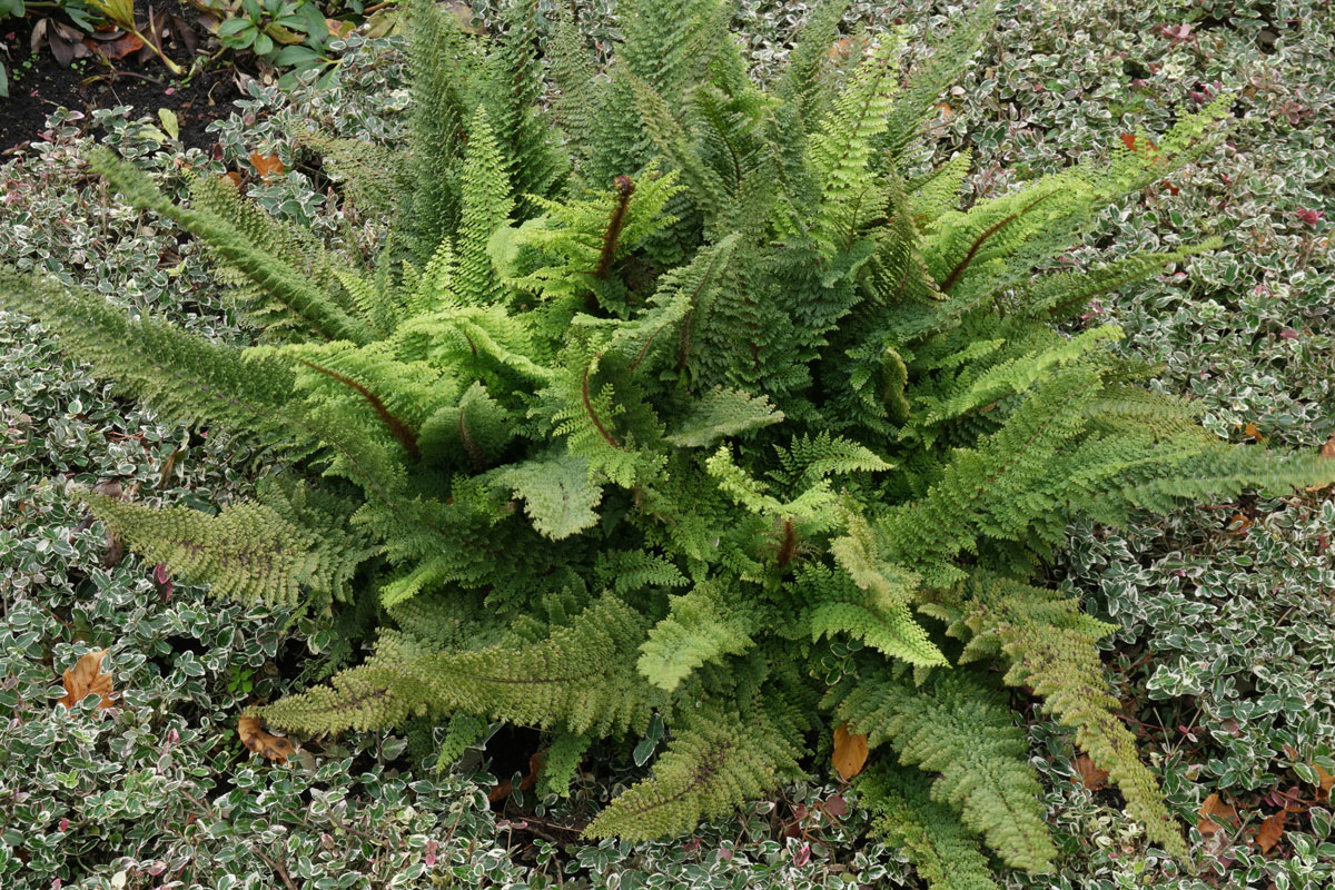 Превью изображения