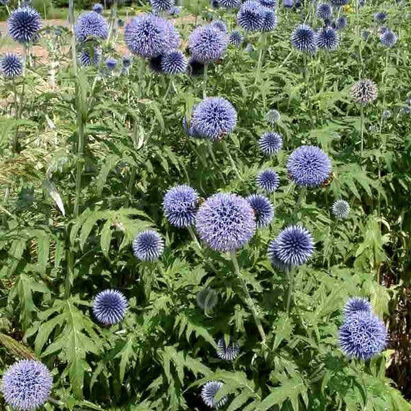 Превью изображения