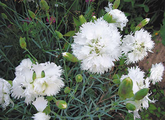 Превью изображения