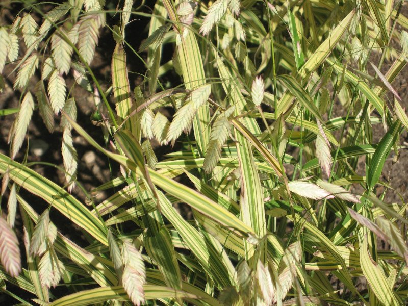 Превью изображения