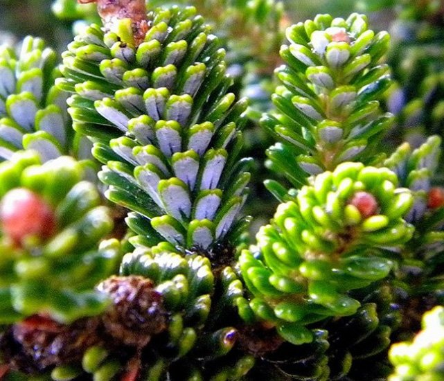 Превью изображения