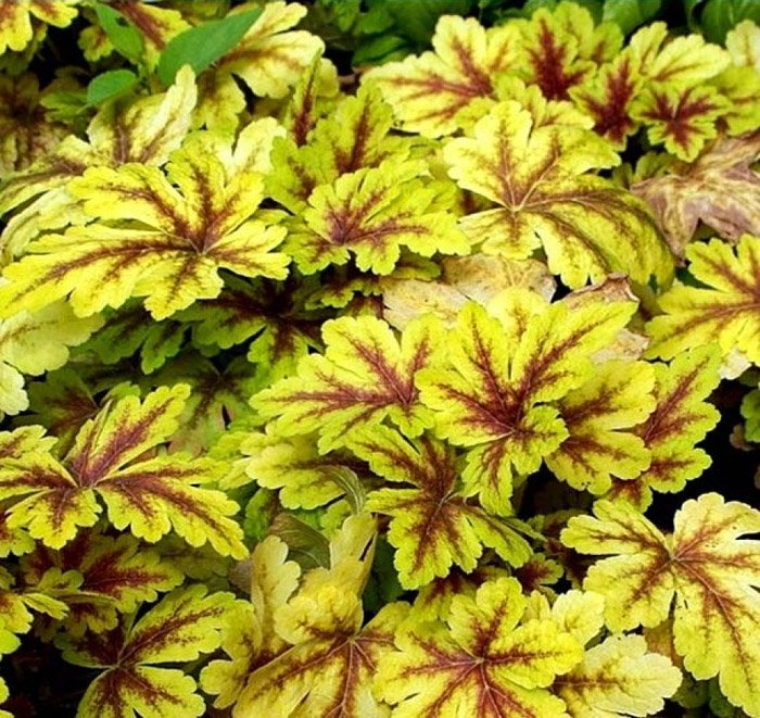 Превью изображения