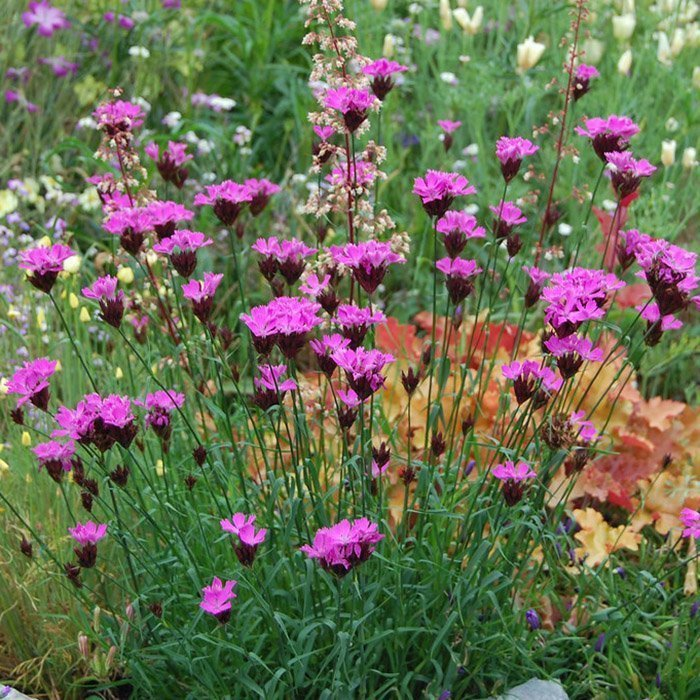 Превью изображения