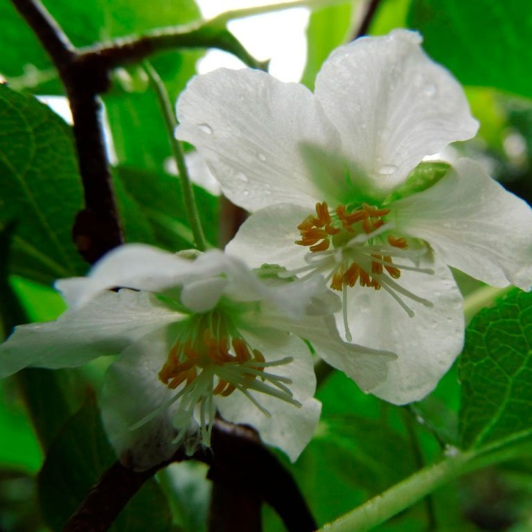 Превью изображения