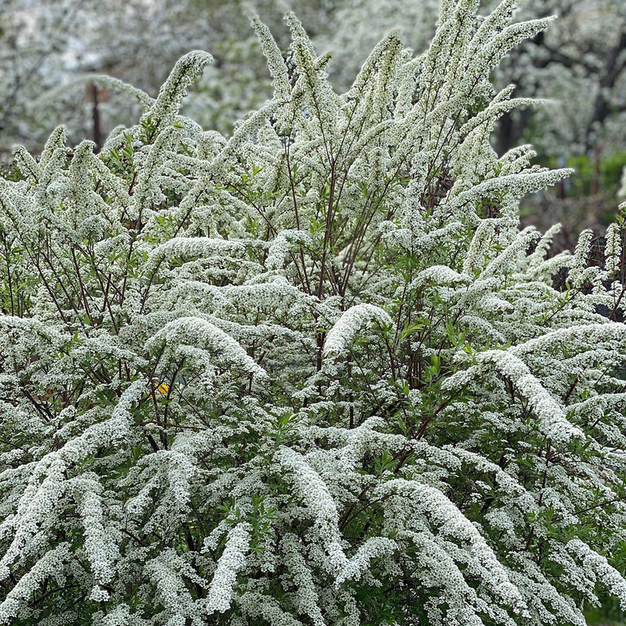 Превью изображения