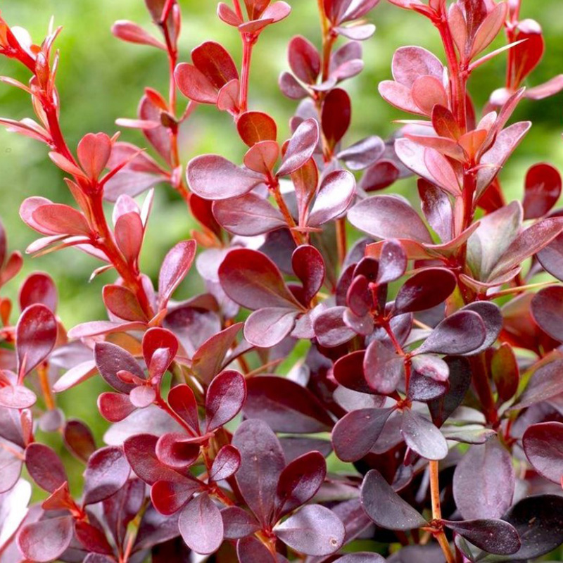 Превью изображения