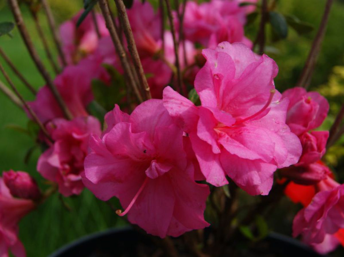 Превью изображения