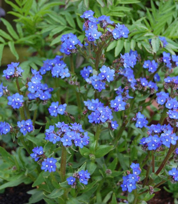 Превью изображения