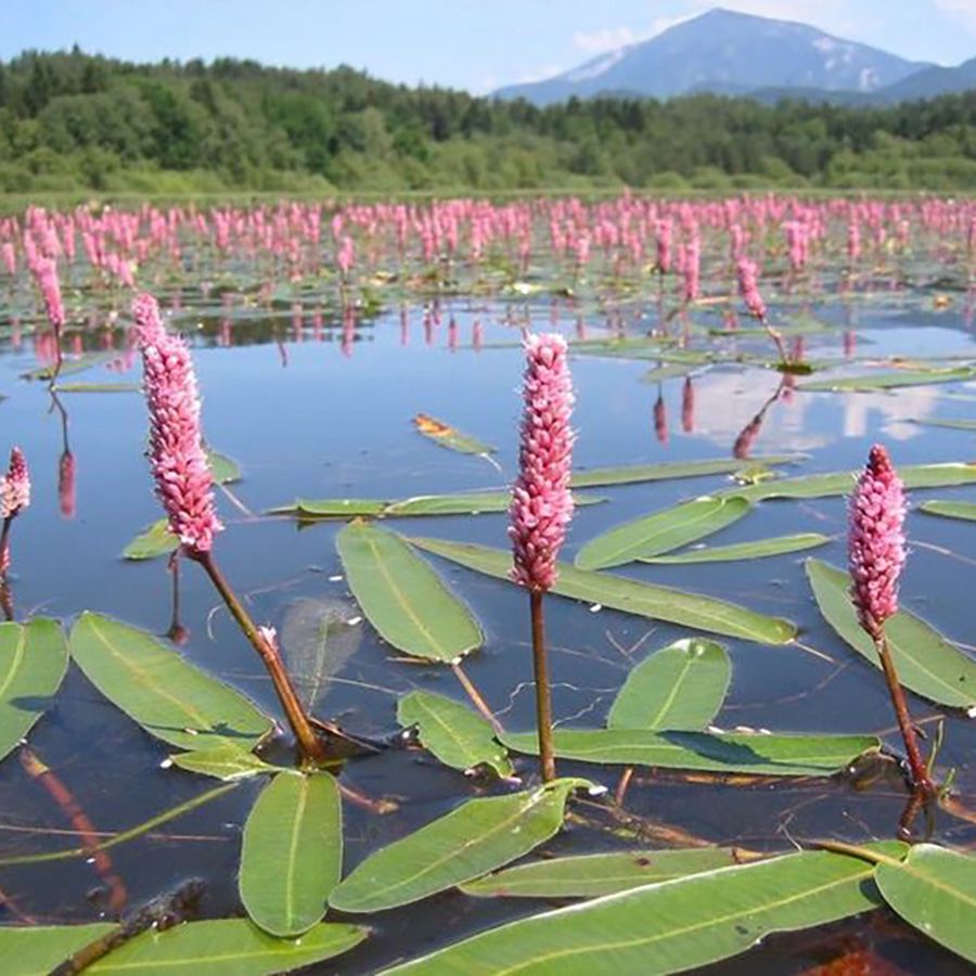 Превью изображения