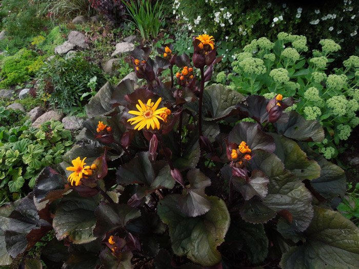 Превью изображения