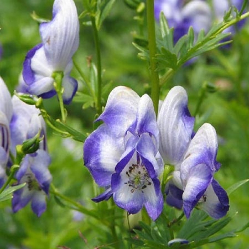 Превью изображения