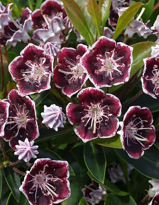 Превью изображения