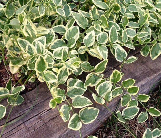 Превью изображения