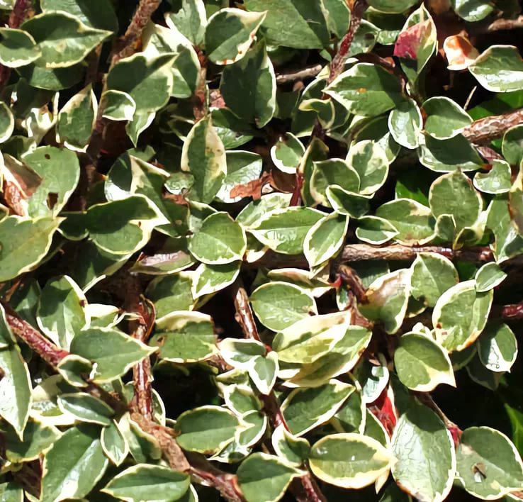 Превью изображения