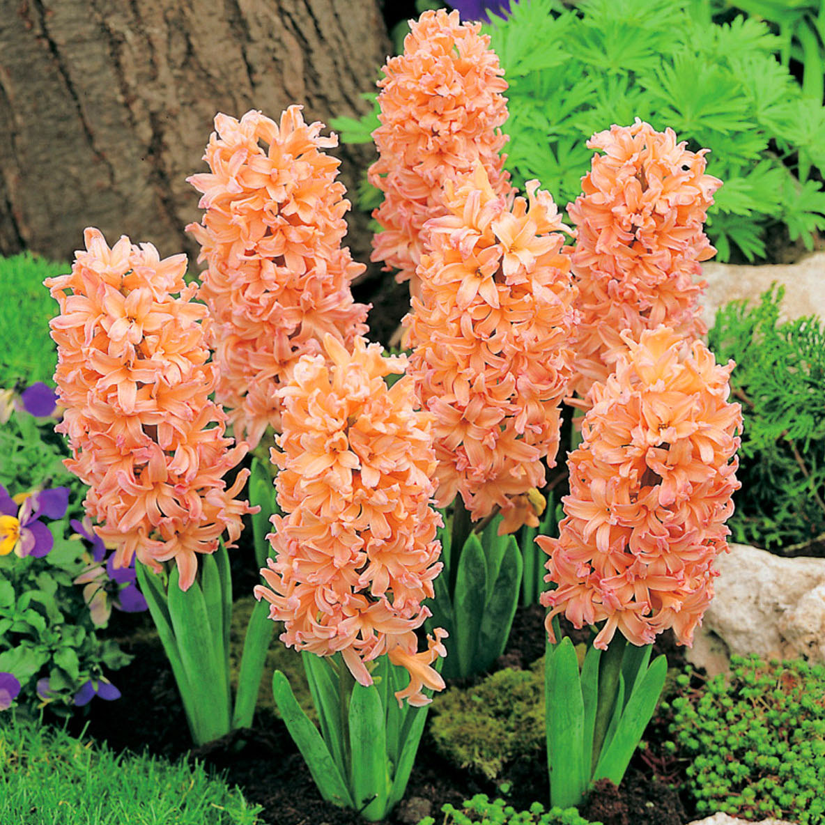 Превью изображения