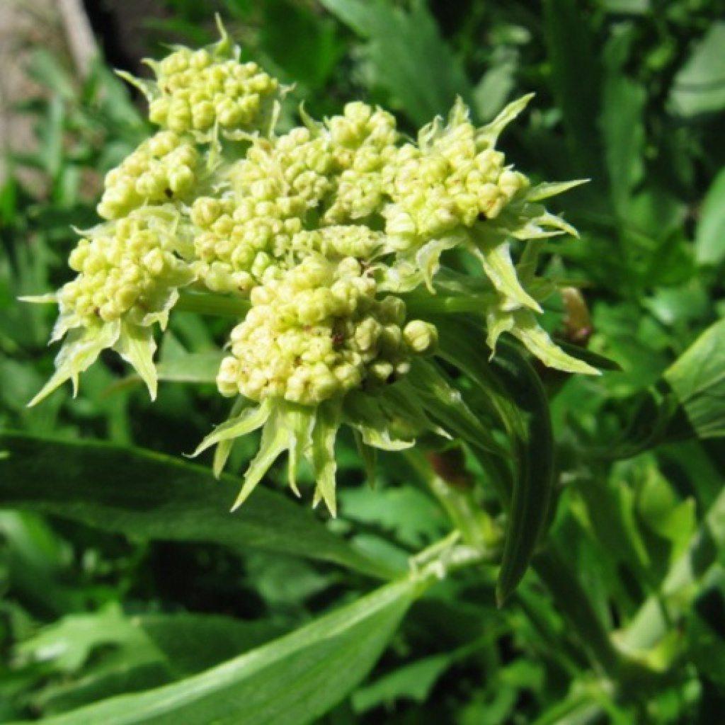 Превью изображения