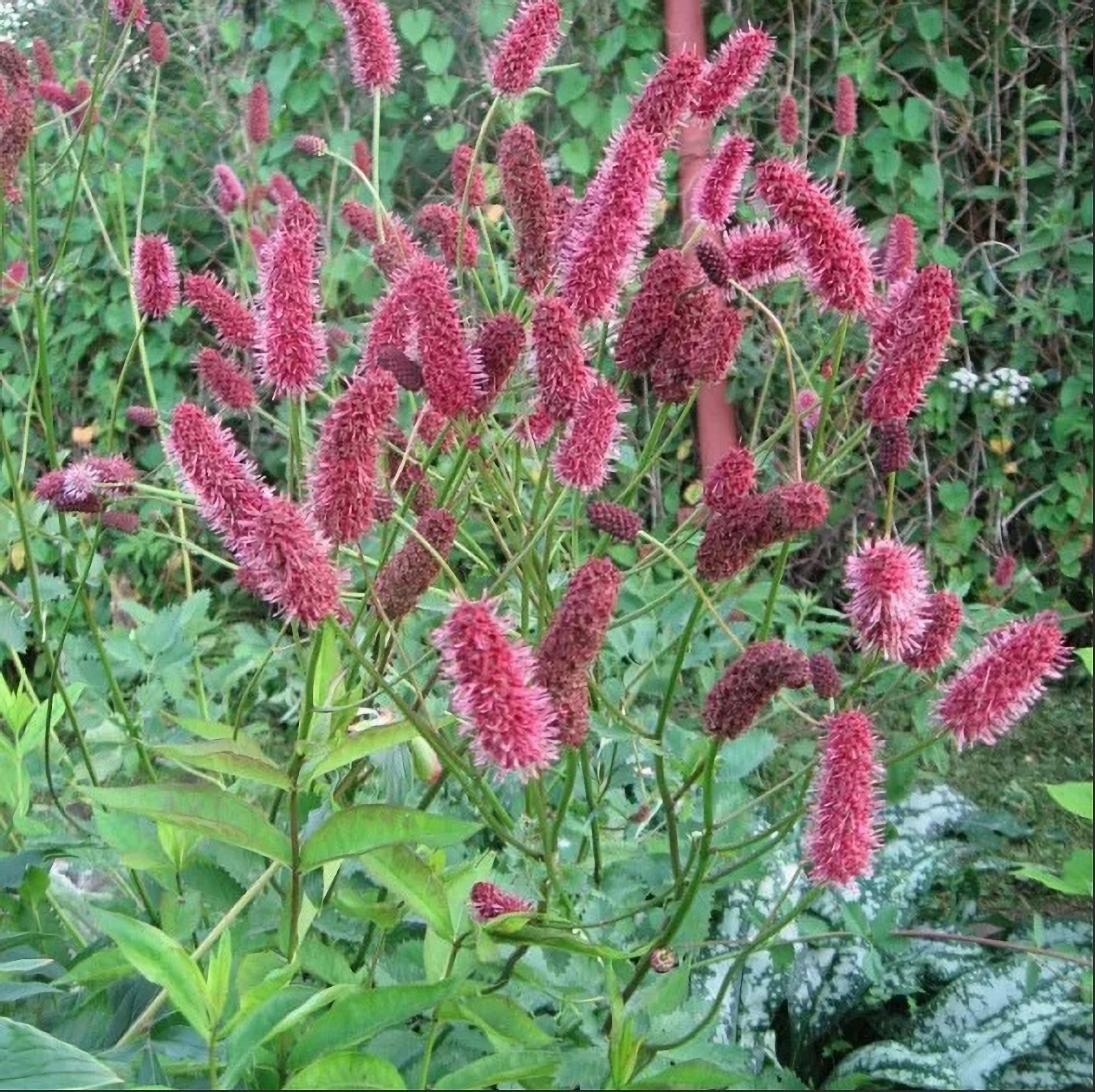 Превью изображения