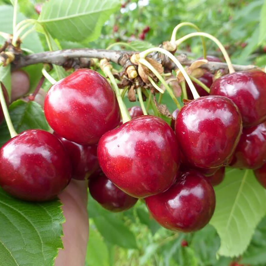 Превью изображения