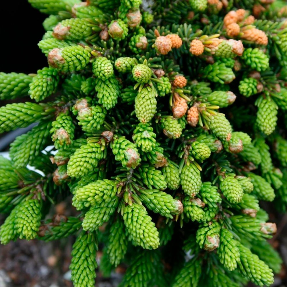 Превью изображения