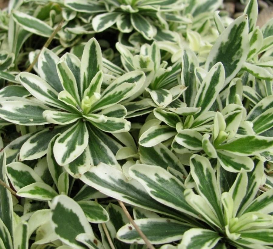 Превью изображения